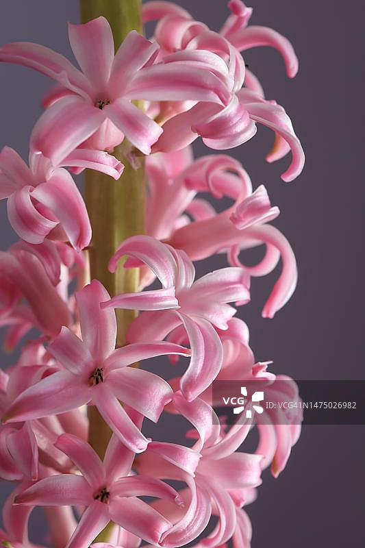 风信子，录音室录制，德国图片素材