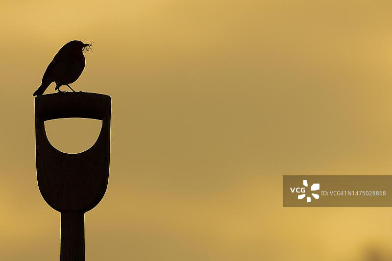 英国萨福克郡花园叉柄上衔着筑巢材料的欧亚鸲图片素材