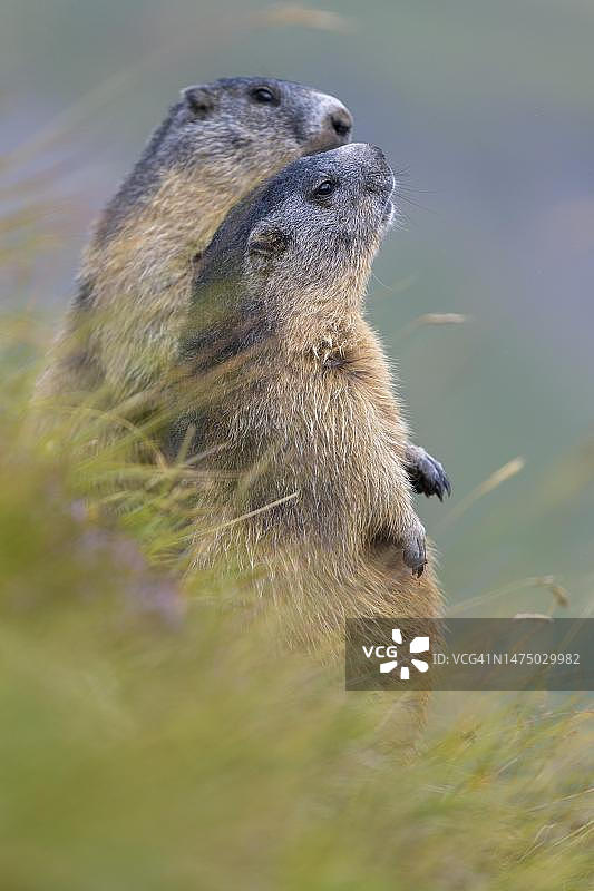 奥地利Hohe Tauern国家公园草甸上的土拨鼠图片素材