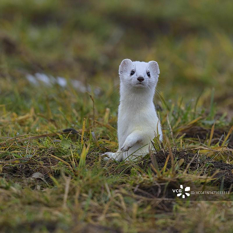 在草甸的洞穴里向外看的白鼬（Mustela erminea），生物圈保护区，士瓦本阿尔布，巴登-符腾堡州，德国图片素材