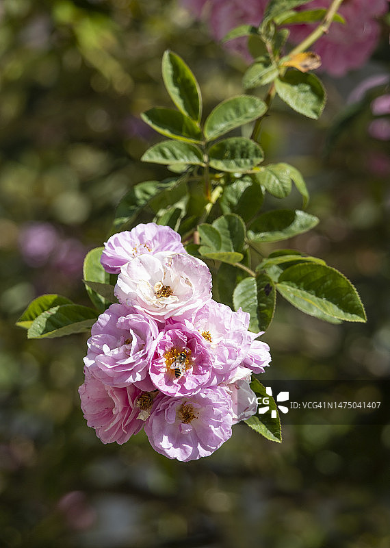 阳光下的攀缘玫瑰图片素材