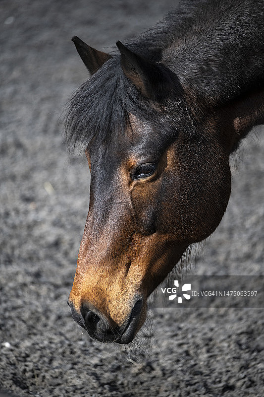 春日阳光下海湾母马的头部图片素材