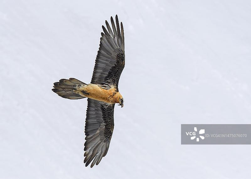 兀鹫飞过雪地，瓦莱州，瑞士图片素材