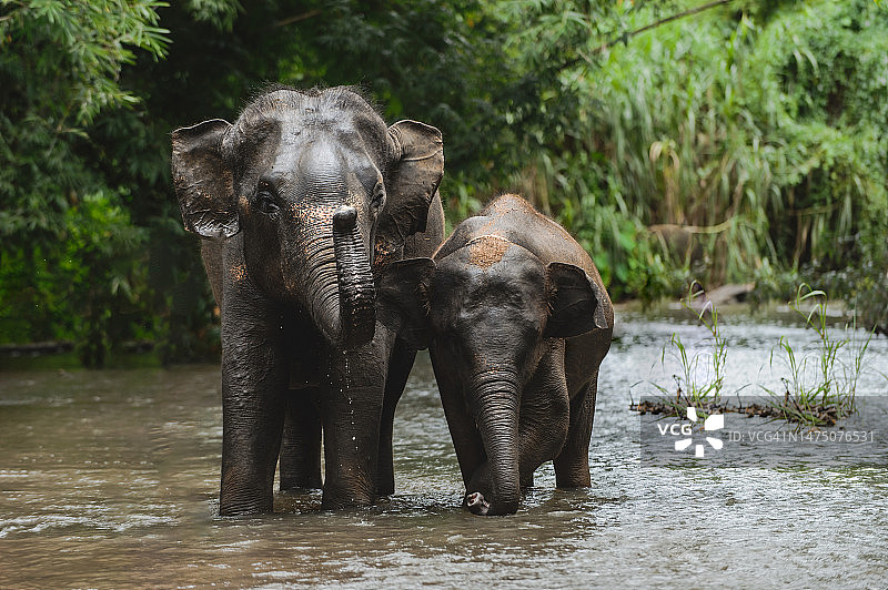 亚洲象和驯象师在溪流中给大象洗澡图片素材