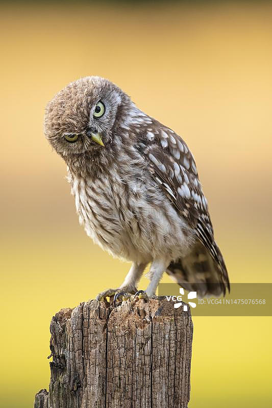 小猫头鹰图片素材