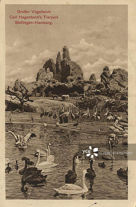 德国汉堡哈根贝克动物园鸟池，约1910年明信片图片素材