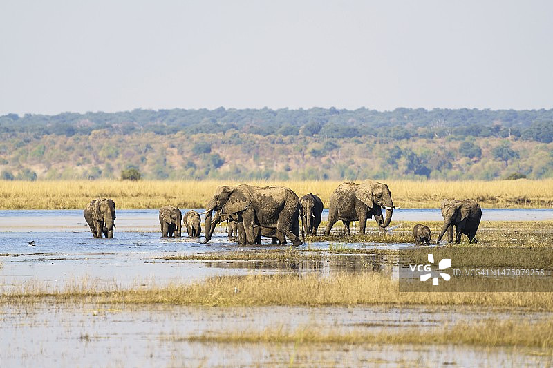 非洲象（非洲象）群在乔贝河中饮水和沐浴，博茨瓦纳乔贝国家公园图片素材