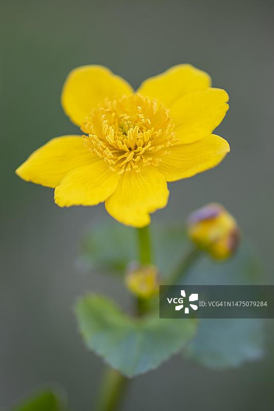 德国下萨克森州伦布鲁赫奥克斯穆尔杜普默湖畔的沼泽金盏花图片素材