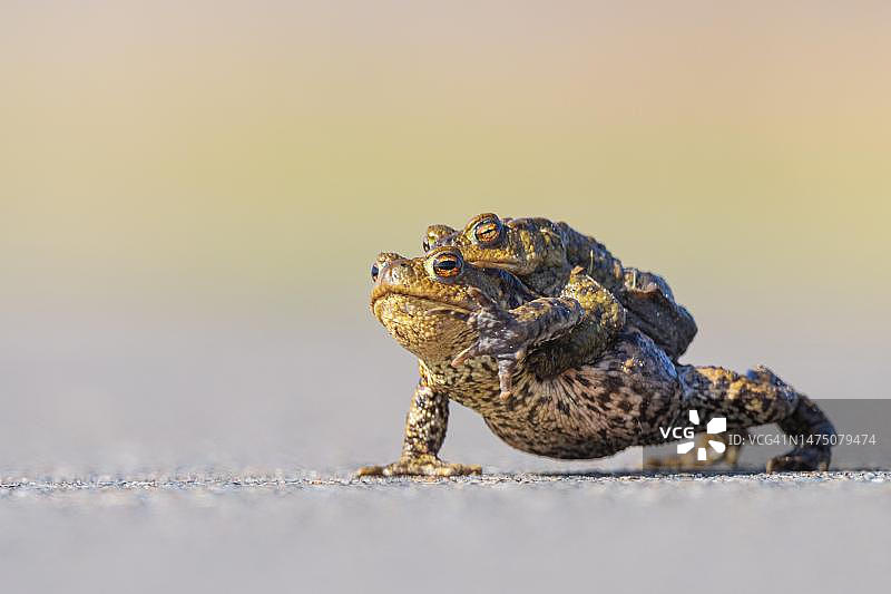 雌性普通蟾蜍背着雄性前往产卵水域（德国下萨克森州）图片素材