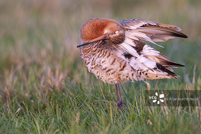 黑尾塍鹬，位于德国下萨克森州奥斯特芬图片素材