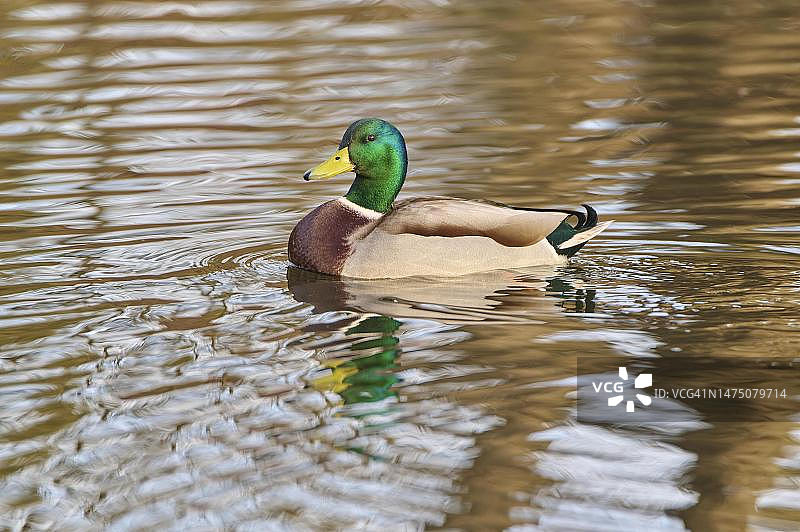 德国巴伐利亚，在湖中游泳的绿头鸭（Anas platyrhynchos）雄鸟图片素材