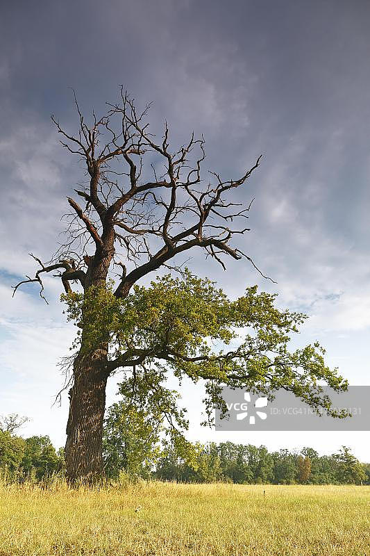 干旱胁迫下的老橡树，气候变化的象征，德国萨克森-安哈尔特州图片素材