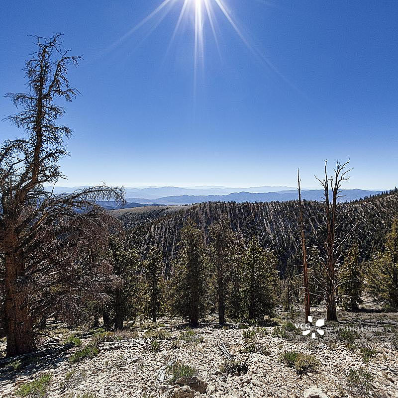 阳光下的加州怀特山脉狐尾松森林图片素材