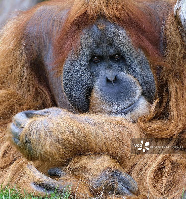 婆罗洲猩猩（雄性成年，圈养，德国）图片素材