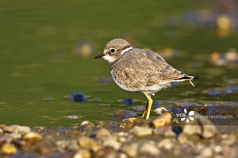 在德国萨克森-安哈尔特州罗斯劳市中部易北河生物圈保护区砂砾河岸上觅食的飞行幼鸟：小环颈鸻图片素材
