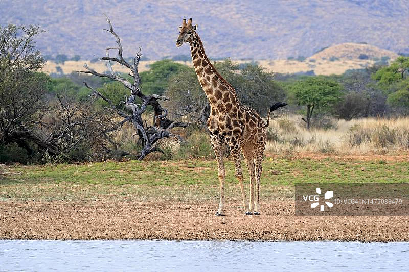 成年南方长颈鹿在水坑边，位于南非北开普省卡拉哈里茨瓦卢禁猎区图片素材