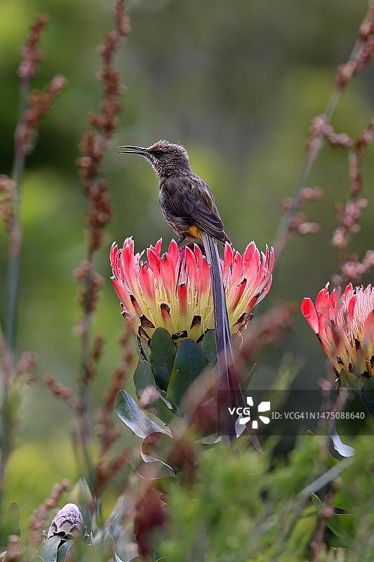 海角糖鸟：成年雄性在花上鸣叫，南非开普敦克斯腾伯斯植物园图片素材