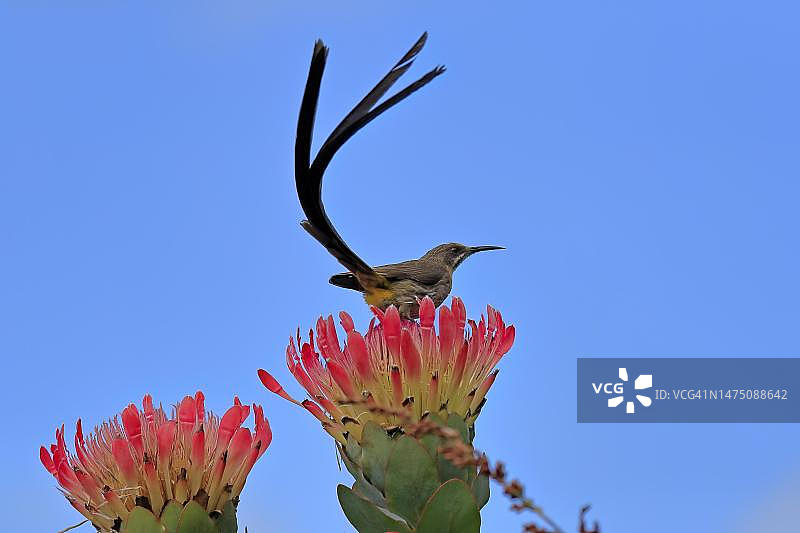 南非开普敦克斯腾伯斯植物园，花蜜鸟雄鸟图片素材