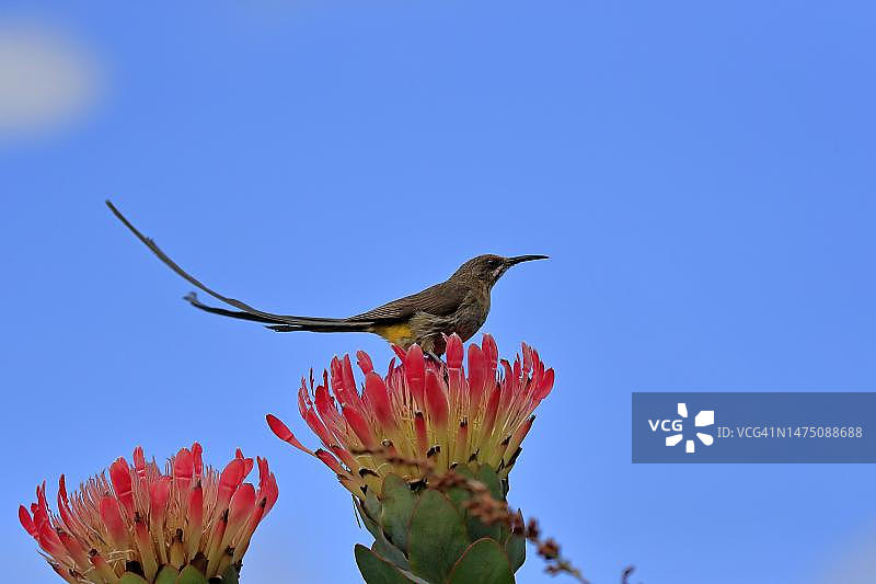 南非开普敦克斯腾伯斯植物园，花蜜鸟雄鸟图片素材