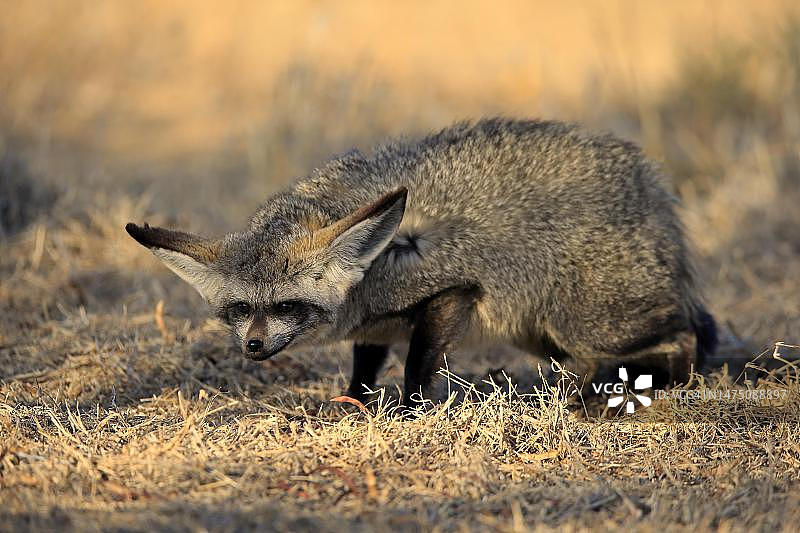 蝙蝠耳廓狐(Otocyon megalotis),成年,警觉,觅食,山斑马国家公园,东开普省,南非图片素材