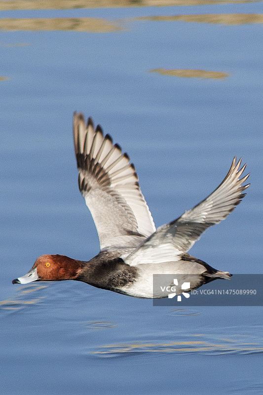 飞翔的红头潜鸭雄鸟图片素材