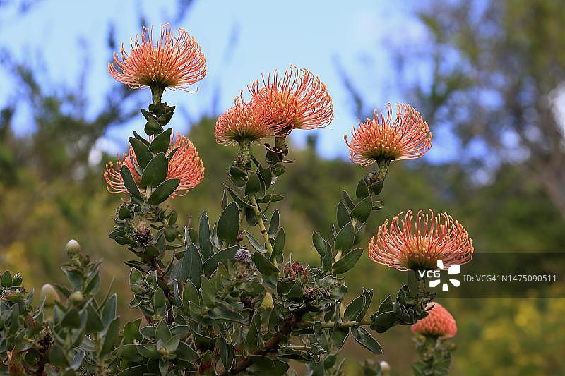 针垫花（风轮菜属），花，开花，灌木，植物，克斯滕博斯植物园，南非开普敦图片素材