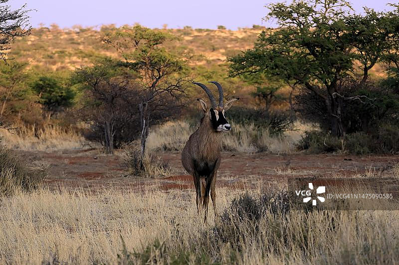 马羚，成年，警觉，茨瓦卢禁猎区，卡拉哈里，北开普省，南非图片素材