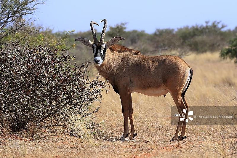 马羚，成年，警觉，茨瓦卢禁猎区，卡拉哈里，北开普省，南非图片素材