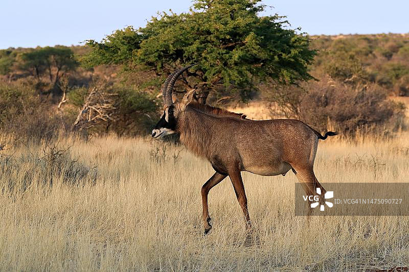 南非卡拉哈里红 Roan 羚羊奔跑图片素材