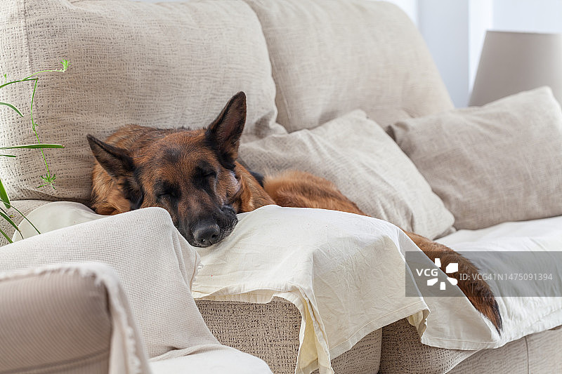 德国牧羊犬在家里的沙发上休息图片素材