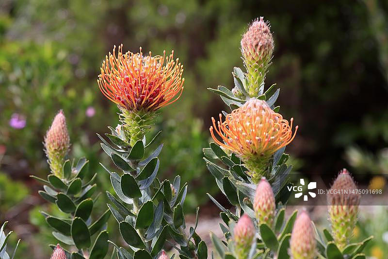 针垫花(风轮菜属),花,开花,灌木,植物,克斯滕博斯植物园,南非开普敦图片素材
