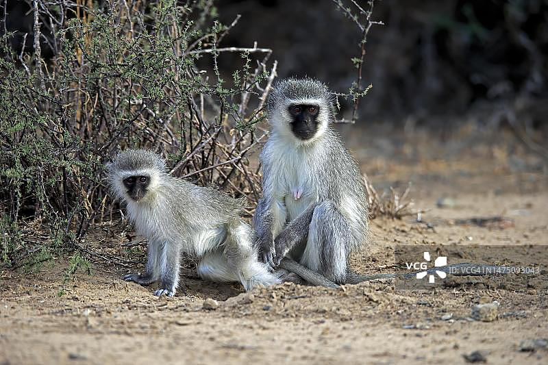 南非山斑马国家公园的非洲绿猴母子图片素材