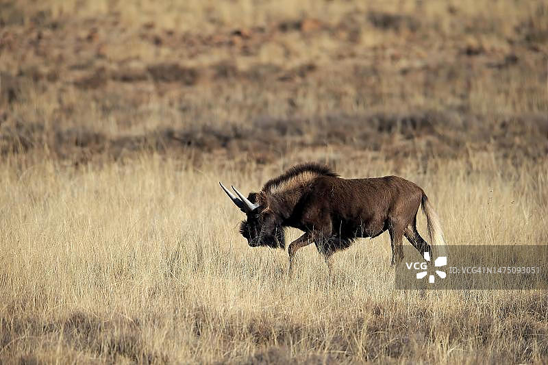 奔跑的黑尾牛羚图片素材