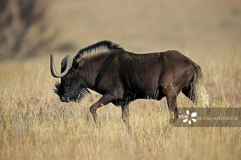 奔跑的黑尾牛羚图片素材