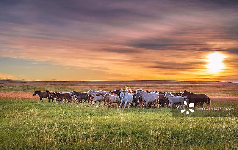 蒙古国东部草原日出时分的马群图片素材