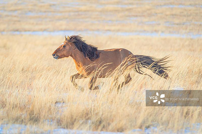在蒙古国东方草原上驰骋的雄马，东部省图片素材