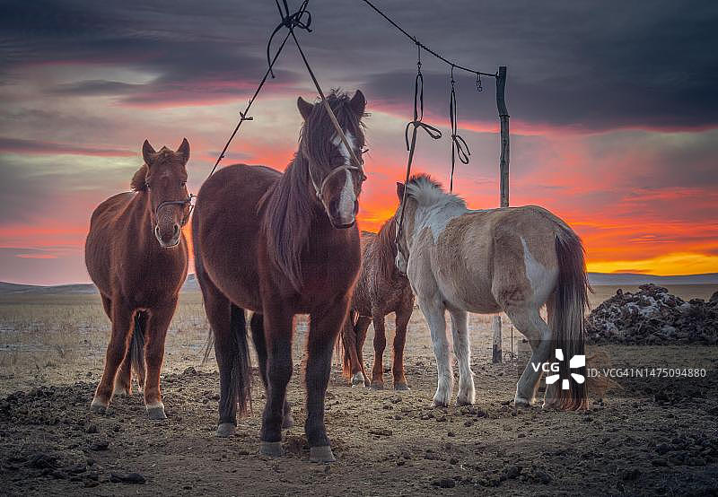 蒙古国栋诺德省日落时拴马桩旁的马图片素材