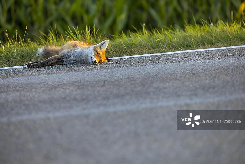 路边被交通工具碾过的死狐狸，德国巴登-符腾堡州内林根图片素材