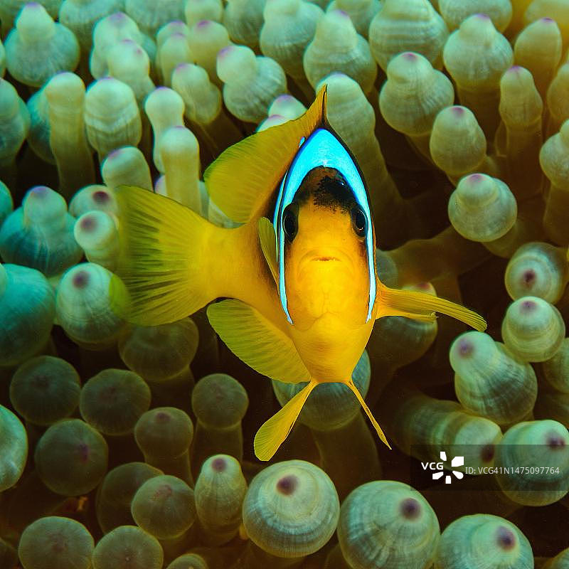 红海小丑鱼图片素材