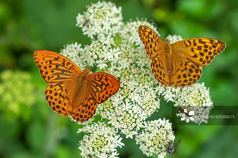 两只银纹 fritillary (Argynnis paphia) 在春天从花朵中采集花蜜。阿尔萨斯，法国图片素材