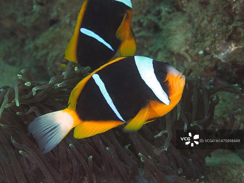 阿氏海葵鱼，索德瓦纳湾国家公园潜水点，夸祖鲁-纳塔尔省，南非图片素材