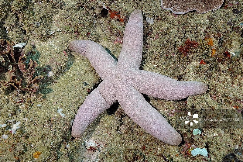 卡塔拉斯海星,索德瓦纳湾国家公园潜水点,南非夸祖鲁-纳塔尔省马普塔兰海洋保护区图片素材