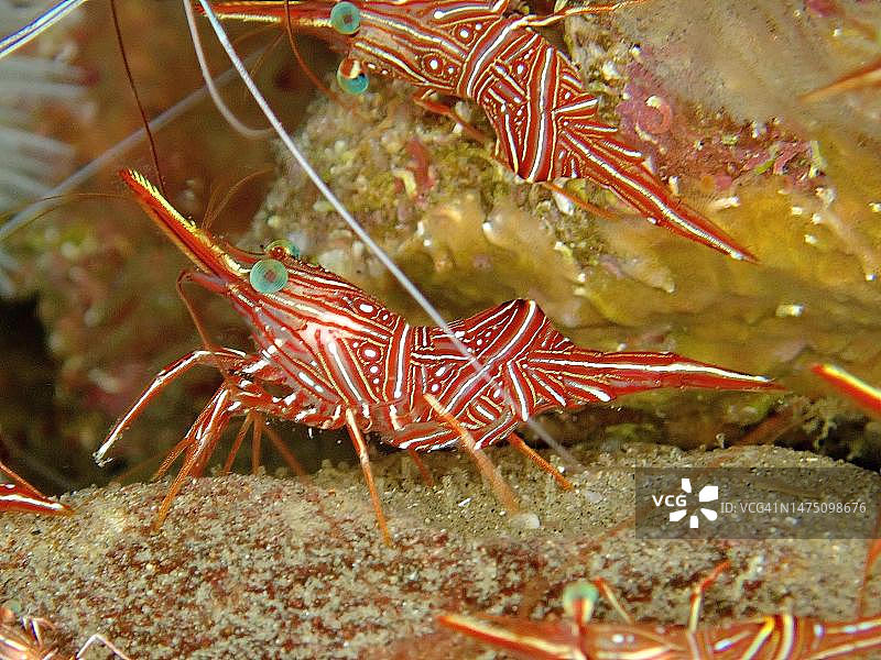 南非索德瓦纳湾国家公园的骆驼虾图片素材