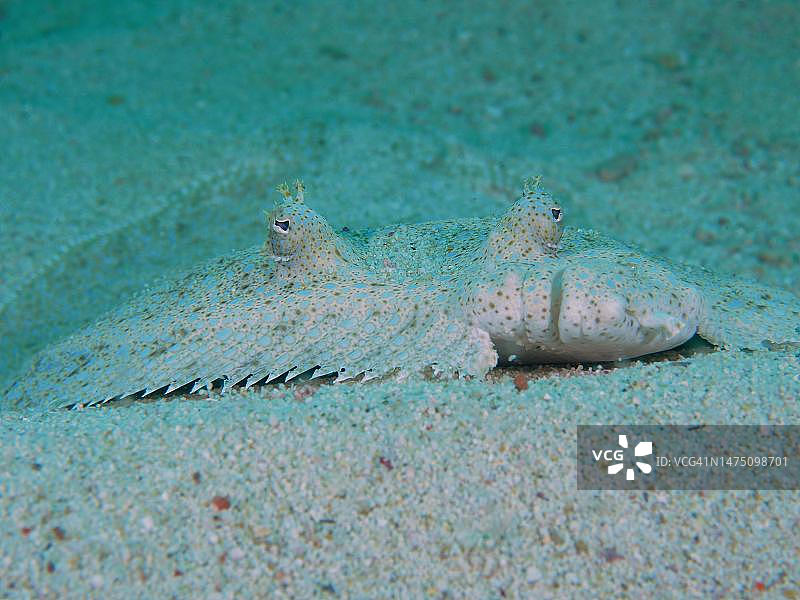 中国南非索德瓦纳湾国家公园的孔雀比目鱼图片素材