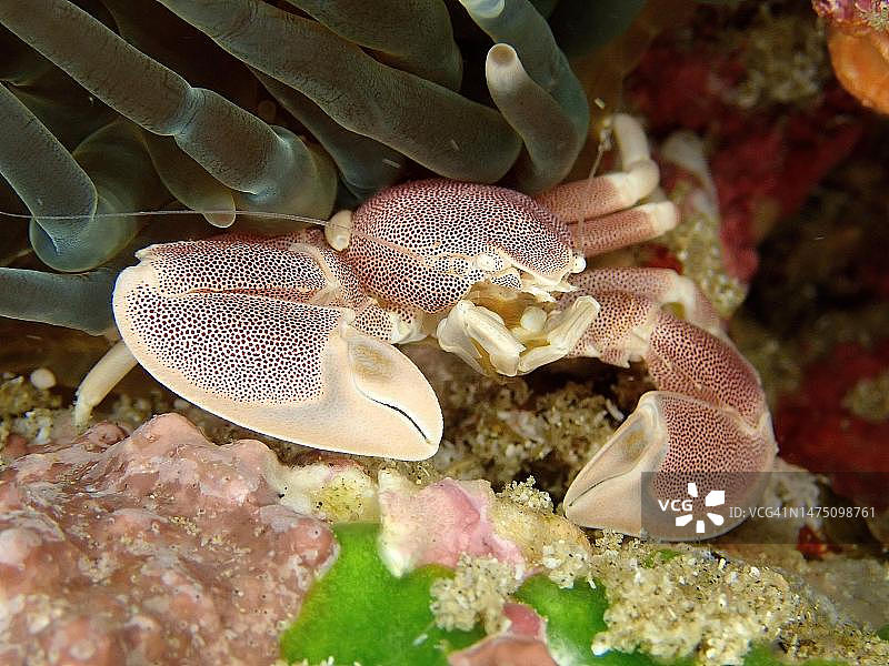 斑瓷蟹，南非夸祖鲁-纳塔尔省马普塔兰海洋保护区图片素材