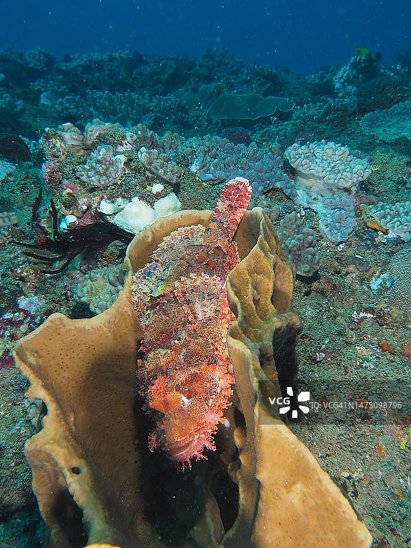 毒鲉，南非夸祖鲁-纳塔尔省马普塔兰海洋保护区索德瓦纳湾国家公园潜水点图片素材