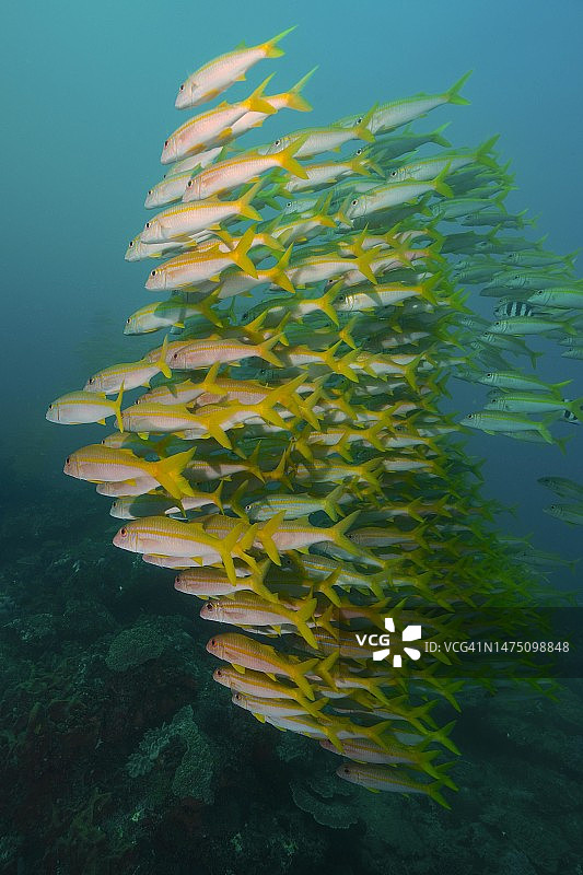 黄鳍山羊鱼群图片素材