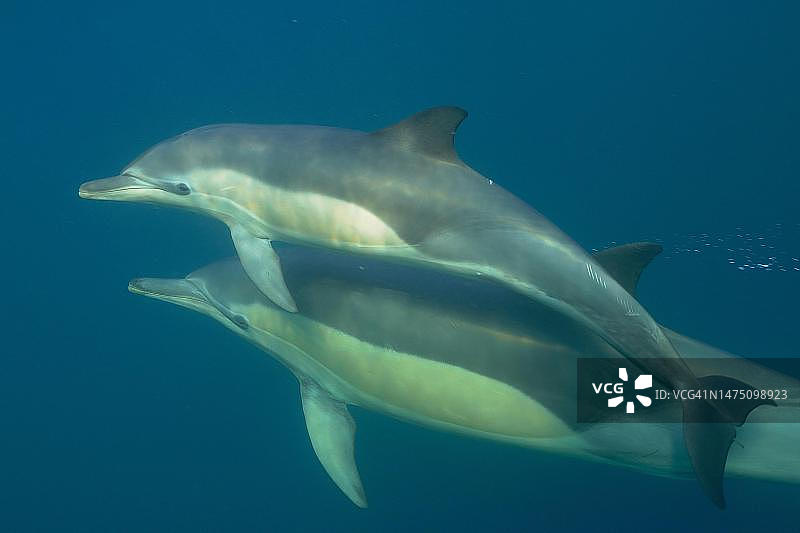 短吻真海豚与幼崽，拍摄于南非东开普省咖啡湾潜水点图片素材