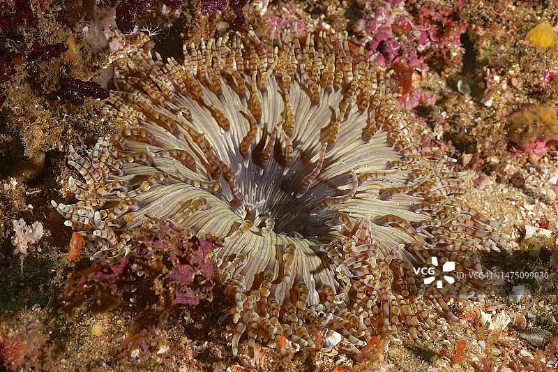 珠状海葵(Heteractis aurora),阿里瓦尔浅滩潜水点,南非夸祖鲁-纳塔尔省乌姆科马斯图片素材