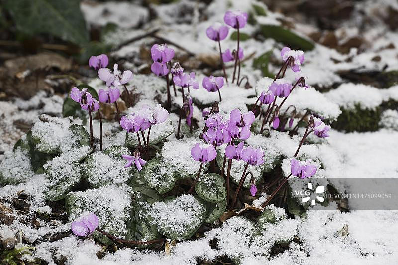 雪地里的仙客来（德国下萨克森州埃姆斯兰）图片素材